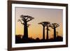 Madagascar, Morondava, Baobab Alley, Adansonia Grandidieri at Sunset-Anthony Asael-Framed Premium Photographic Print