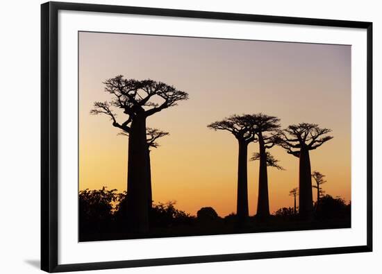 Madagascar, Morondava, Baobab Alley, Adansonia Grandidieri at Sunset-Anthony Asael-Framed Premium Photographic Print