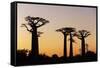 Madagascar, Morondava, Baobab Alley, Adansonia Grandidieri at Sunset-Anthony Asael-Framed Stretched Canvas