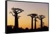 Madagascar, Morondava, Baobab Alley, Adansonia Grandidieri at Sunset-Anthony Asael-Framed Stretched Canvas