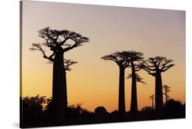 Madagascar, Morondava, Baobab Alley, Adansonia Grandidieri at Sunset-Anthony Asael-Stretched Canvas