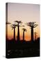 Madagascar, Morondava, Baobab Alley, Adansonia Grandidieri at Sunset-Anthony Asael-Stretched Canvas