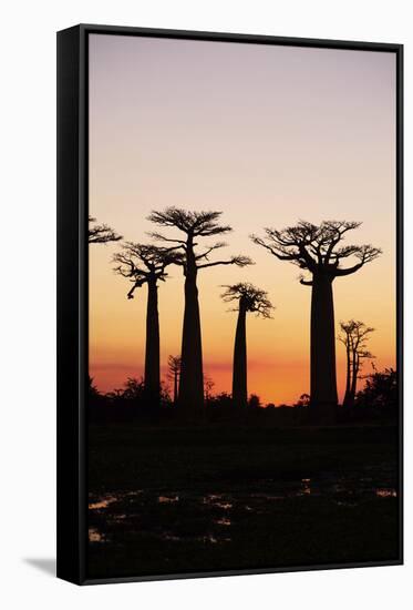 Madagascar, Morondava, Baobab Alley, Adansonia Grandidieri at Sunset-Anthony Asael-Framed Stretched Canvas