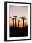 Madagascar, Morondava, Baobab Alley, Adansonia Grandidieri at Sunset-Anthony Asael-Framed Photographic Print