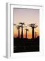 Madagascar, Morondava, Baobab Alley, Adansonia Grandidieri at Sunset-Anthony Asael-Framed Photographic Print