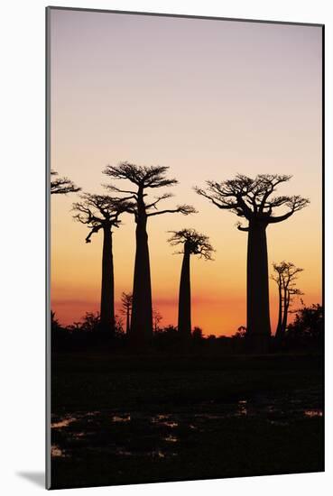 Madagascar, Morondava, Baobab Alley, Adansonia Grandidieri at Sunset-Anthony Asael-Mounted Photographic Print