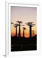 Madagascar, Morondava, Baobab Alley, Adansonia Grandidieri at Sunset-Anthony Asael-Framed Photographic Print