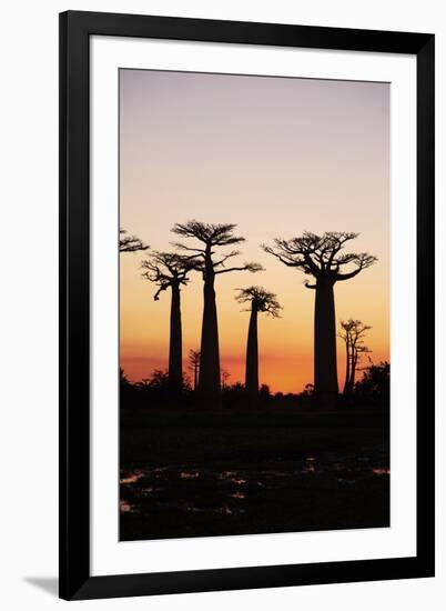 Madagascar, Morondava, Baobab Alley, Adansonia Grandidieri at Sunset-Anthony Asael-Framed Photographic Print