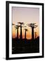 Madagascar, Morondava, Baobab Alley, Adansonia Grandidieri at Sunset-Anthony Asael-Framed Photographic Print