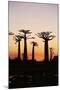Madagascar, Morondava, Baobab Alley, Adansonia Grandidieri at Sunset-Anthony Asael-Mounted Photographic Print