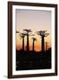 Madagascar, Morondava, Baobab Alley, Adansonia Grandidieri at Sunset-Anthony Asael-Framed Photographic Print