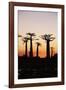 Madagascar, Morondava, Baobab Alley, Adansonia Grandidieri at Sunset-Anthony Asael-Framed Photographic Print