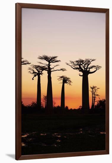 Madagascar, Morondava, Baobab Alley, Adansonia Grandidieri at Sunset-Anthony Asael-Framed Photographic Print