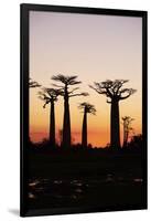 Madagascar, Morondava, Baobab Alley, Adansonia Grandidieri at Sunset-Anthony Asael-Framed Photographic Print