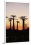 Madagascar, Morondava, Baobab Alley, Adansonia Grandidieri at Sunset-Anthony Asael-Framed Premium Photographic Print