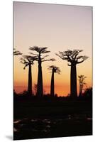 Madagascar, Morondava, Baobab Alley, Adansonia Grandidieri at Sunset-Anthony Asael-Mounted Premium Photographic Print