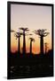Madagascar, Morondava, Baobab Alley, Adansonia Grandidieri at Sunset-Anthony Asael-Framed Premium Photographic Print