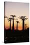 Madagascar, Morondava, Baobab Alley, Adansonia Grandidieri at Sunset-Anthony Asael-Stretched Canvas