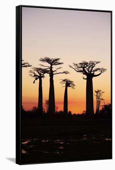 Madagascar, Morondava, Baobab Alley, Adansonia Grandidieri at Sunset-Anthony Asael-Framed Stretched Canvas