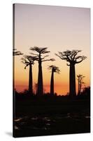 Madagascar, Morondava, Baobab Alley, Adansonia Grandidieri at Sunset-Anthony Asael-Stretched Canvas