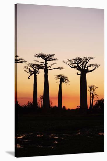 Madagascar, Morondava, Baobab Alley, Adansonia Grandidieri at Sunset-Anthony Asael-Stretched Canvas