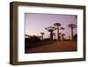 Madagascar, Morondava, Baobab Alley, Adansonia Grandidieri at Sunset-Anthony Asael-Framed Photographic Print