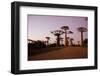 Madagascar, Morondava, Baobab Alley, Adansonia Grandidieri at Sunset-Anthony Asael-Framed Photographic Print