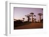 Madagascar, Morondava, Baobab Alley, Adansonia Grandidieri at Sunset-Anthony Asael-Framed Photographic Print