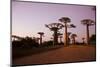 Madagascar, Morondava, Baobab Alley, Adansonia Grandidieri at Sunset-Anthony Asael-Mounted Photographic Print