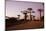 Madagascar, Morondava, Baobab Alley, Adansonia Grandidieri at Sunset-Anthony Asael-Mounted Photographic Print