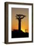 Madagascar, Morondava, Baobab Alley, Adansonia Grandidieri at Sunset-Anthony Asael-Framed Premium Photographic Print