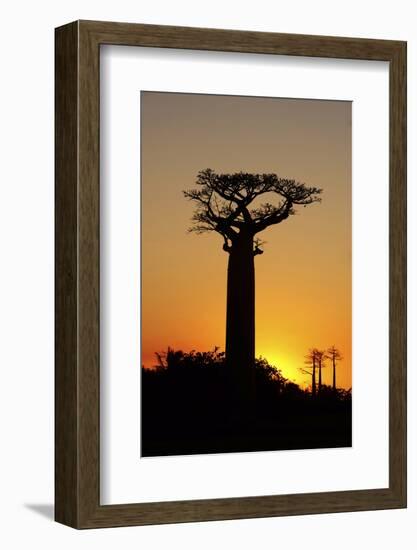 Madagascar, Morondava, Baobab Alley, Adansonia Grandidieri at Sunset-Anthony Asael-Framed Photographic Print