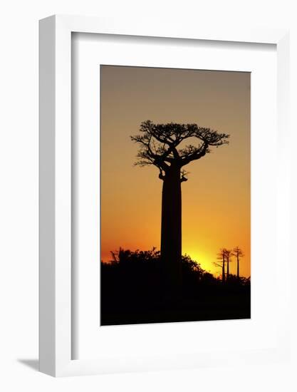 Madagascar, Morondava, Baobab Alley, Adansonia Grandidieri at Sunset-Anthony Asael-Framed Photographic Print