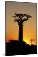 Madagascar, Morondava, Baobab Alley, Adansonia Grandidieri at Sunset-Anthony Asael-Mounted Photographic Print