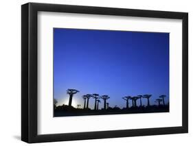 Madagascar, Morondava, Baobab Alley, Adansonia Grandidieri at Sunset-Anthony Asael-Framed Photographic Print