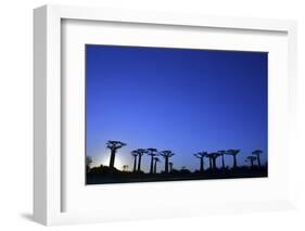 Madagascar, Morondava, Baobab Alley, Adansonia Grandidieri at Sunset-Anthony Asael-Framed Photographic Print