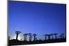 Madagascar, Morondava, Baobab Alley, Adansonia Grandidieri at Sunset-Anthony Asael-Mounted Photographic Print