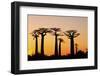 Madagascar, Morondava, Baobab Alley, Adansonia Grandidieri at Sunset-Anthony Asael-Framed Premium Photographic Print