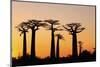 Madagascar, Morondava, Baobab Alley, Adansonia Grandidieri at Sunset-Anthony Asael-Mounted Premium Photographic Print