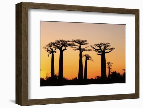 Madagascar, Morondava, Baobab Alley, Adansonia Grandidieri at Sunset-Anthony Asael-Framed Photographic Print