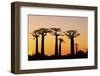 Madagascar, Morondava, Baobab Alley, Adansonia Grandidieri at Sunset-Anthony Asael-Framed Photographic Print