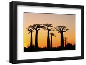 Madagascar, Morondava, Baobab Alley, Adansonia Grandidieri at Sunset-Anthony Asael-Framed Photographic Print