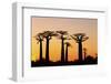 Madagascar, Morondava, Baobab Alley, Adansonia Grandidieri at Sunset-Anthony Asael-Framed Photographic Print