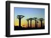 Madagascar, Morondava, Baobab Alley, Adansonia Grandidieri at Sunset-Anthony Asael-Framed Photographic Print