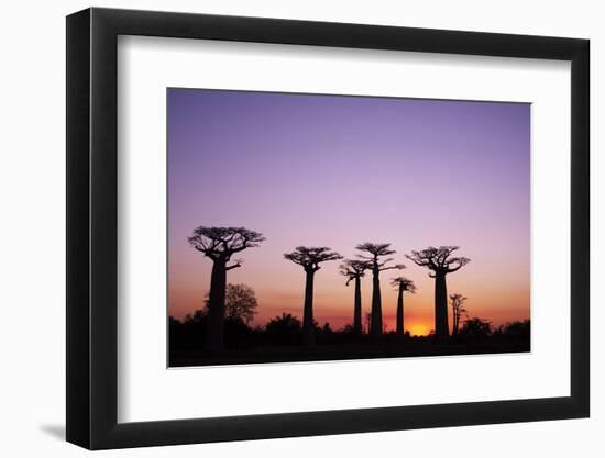 Madagascar, Morondava, Baobab Alley, Adansonia Grandidieri at Sunset-Anthony Asael-Framed Photographic Print