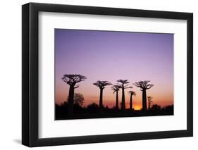 Madagascar, Morondava, Baobab Alley, Adansonia Grandidieri at Sunset-Anthony Asael-Framed Photographic Print