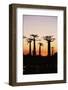 Madagascar, Morondava, Baobab Alley, Adansonia Grandidieri at Sunset-Anthony Asael-Framed Photographic Print