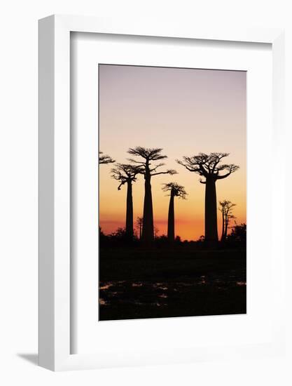 Madagascar, Morondava, Baobab Alley, Adansonia Grandidieri at Sunset-Anthony Asael-Framed Photographic Print