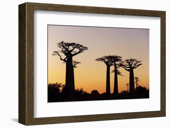 Madagascar, Morondava, Baobab Alley, Adansonia Grandidieri at Sunset-Anthony Asael-Framed Photographic Print