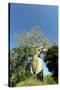 Madagascar, Morondava, Baobab Alley, Lovers Baobab, Le Baobab Amoureux-Anthony Asael-Stretched Canvas